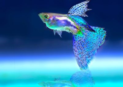 Ein kleiner blauer Fisch der in mehreren Farben schimmert