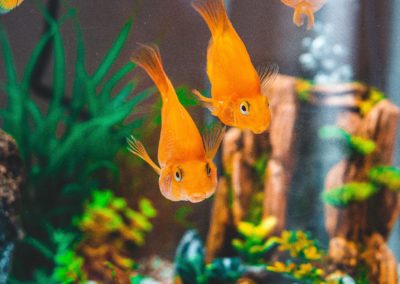 Zwei Goldfische die auf den Betrachter zuschwimmen, im Hintergrund sieht man noch Aquariums Deko