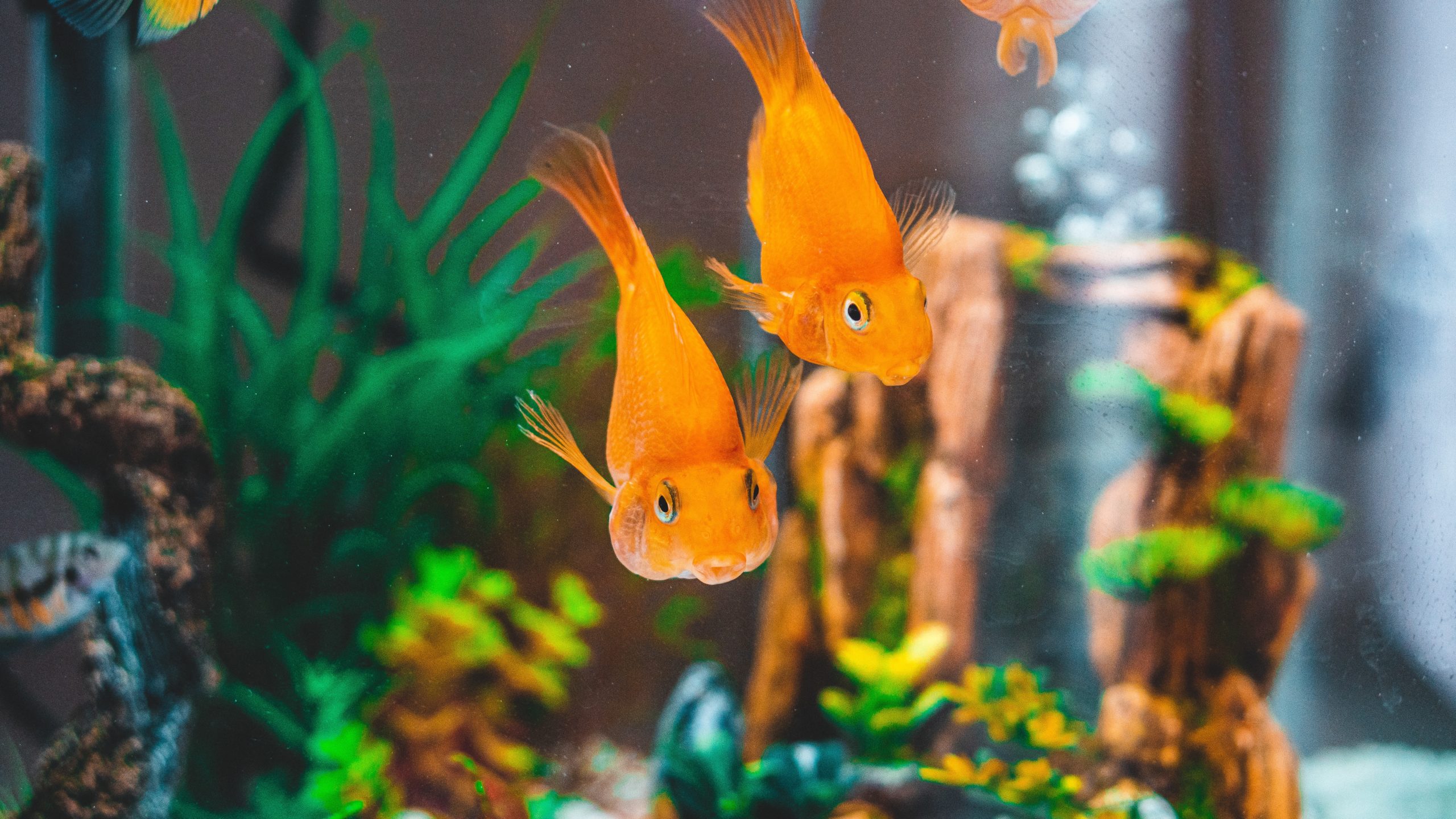 Zwei Goldfische die auf den Betrachter zuschwimmen, im Hintergrund sieht man noch Aquariums Deko